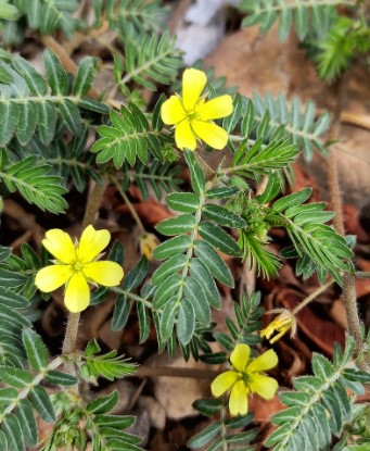 Was ist Tribulus Terrestris