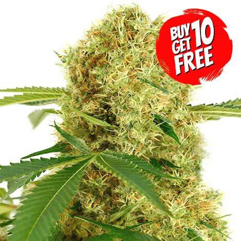 White Widow Feminised