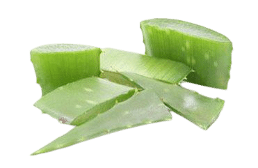 Aloe-Vera-Blatt